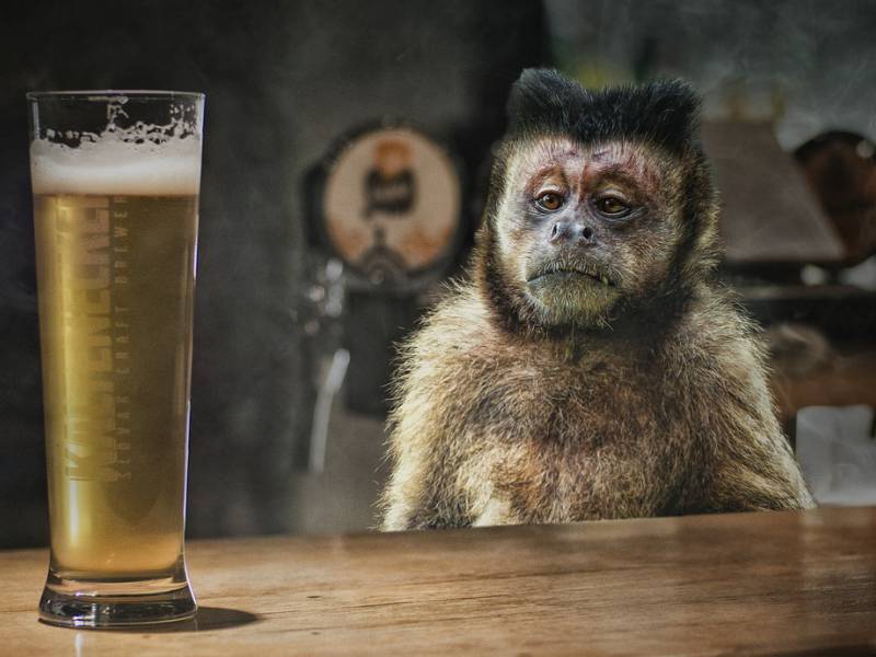 monkey with beer