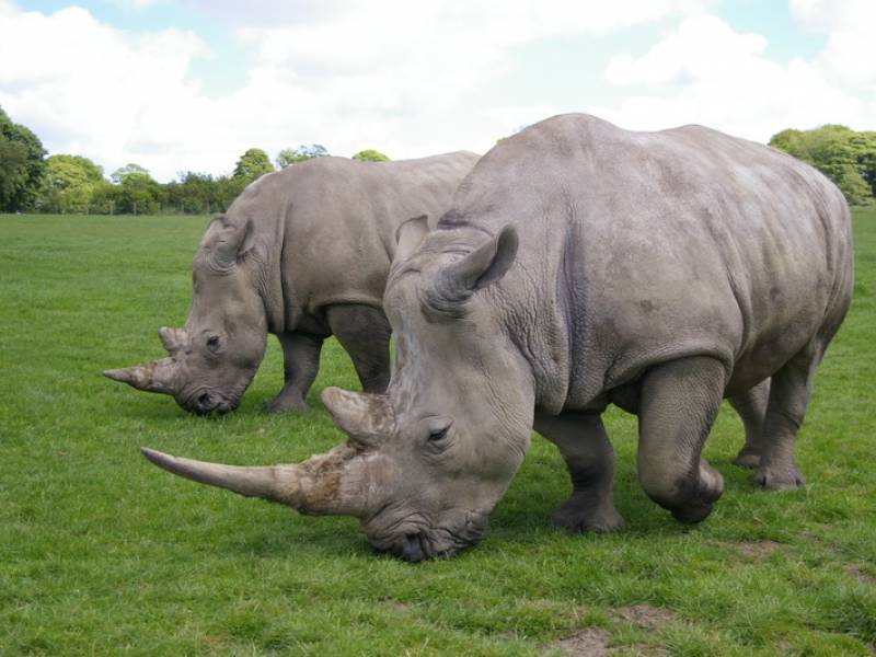 rhinos